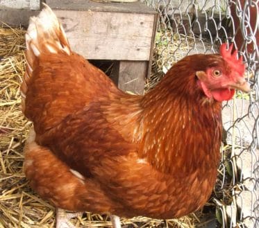 panduan bisnis ayam petelur