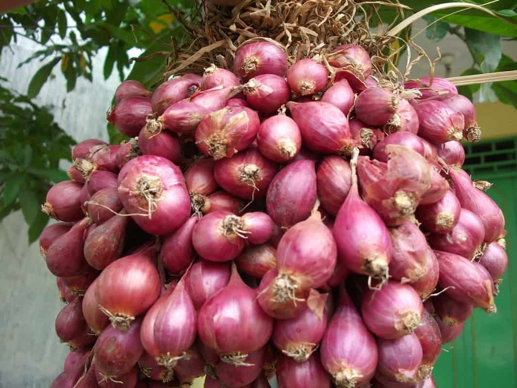 cara bisnis bawang merah