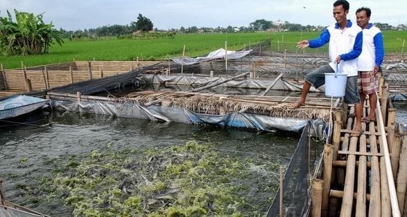 panduan bisnis ikan lele
