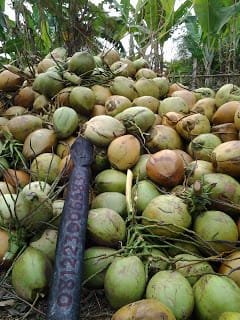 bisnis kelapa