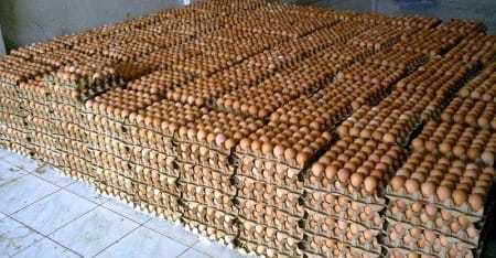 cara bisnis telur