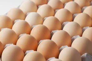 cara bisnis telur