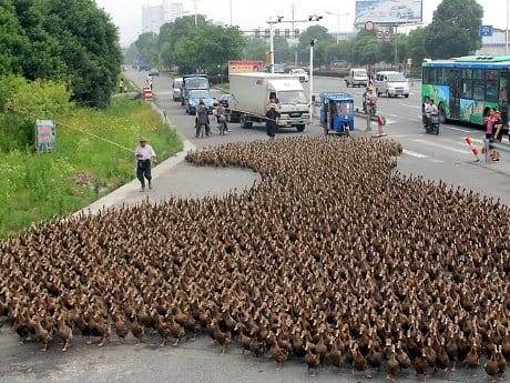 cara berbisnis bebek