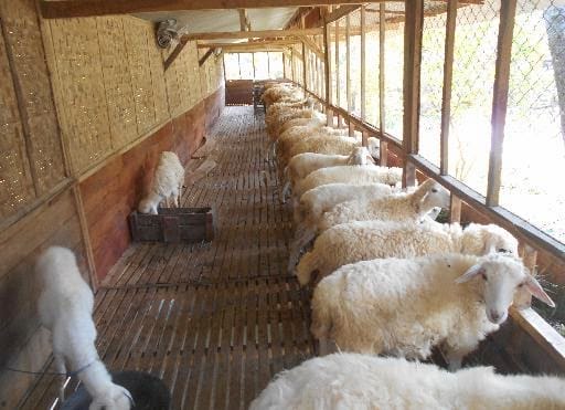 bisnis kambing