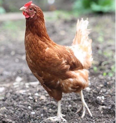 panduan bisnis ayam petelur