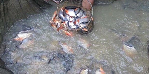 panduan bisnis ikan nila