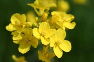 Brassica Rapa untuk Kolesterol