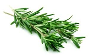 Daun Rosemary untuk Kolesterol